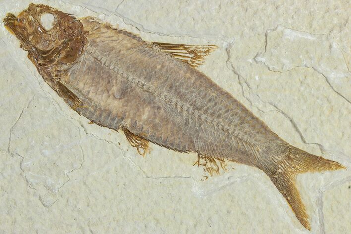 Detailed Fossil Fish (Knightia) - Wyoming #227454